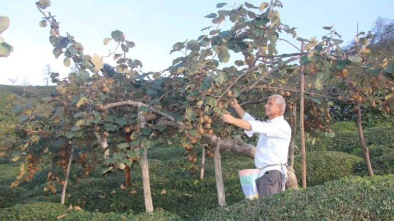 Giresun'un Güce ilçesinde kivi hasadı başladı. Bu yıl don olayları