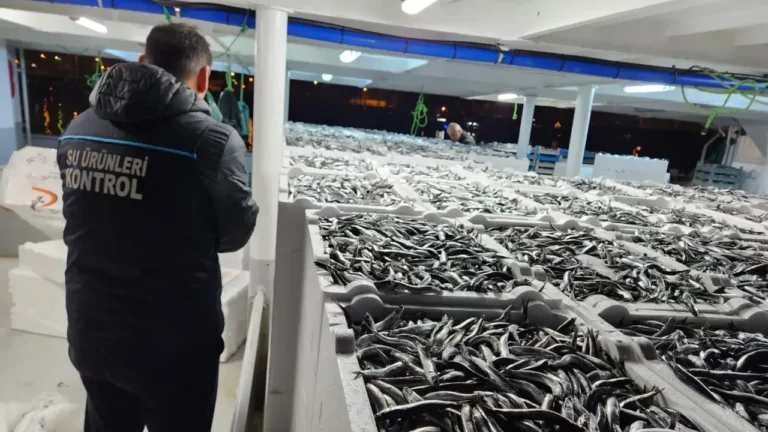 Doğu Karadeniz'de hamsi av sezonu, hem miktar hem de boyut