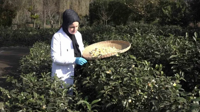 Çay bitkisinden elde edilen yeni ürün 'Çay Çiçeği Çayı', kilogramı