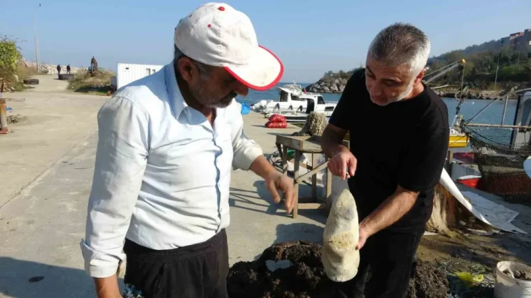 Giresunlu balıkçılar, denizde ağlarına takılan ve bir atın ön ayağına