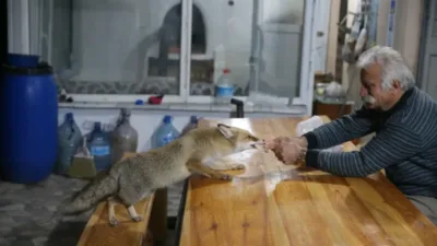 Tokat'ın Zile ilçesindeki bağ evine gelen tilkileri elleriyle besleyerek sıra