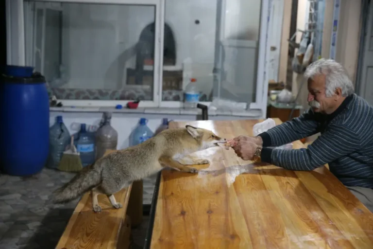 Tokat'ın Zile ilçesindeki bağ evine gelen tilkileri elleriyle besleyerek sıra