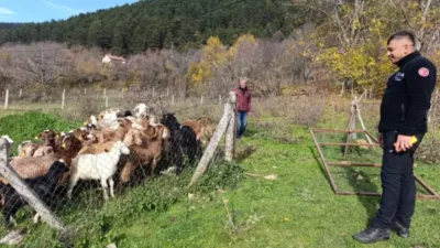 Bolu'nun Mengen ilçesinde kaybolan 30 küçükbaş hayvan, orman ekiplerinin drone