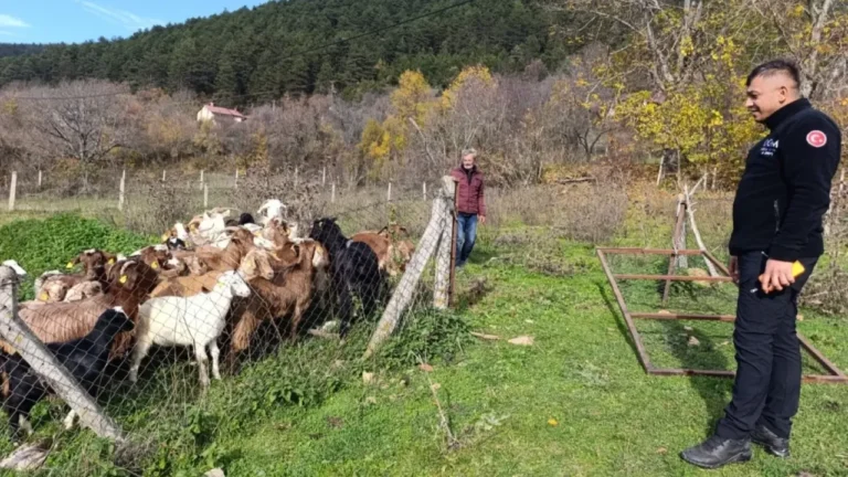 Bolu’da Kaybolan 30 Küçükbaş Hayvan Drone ile Bulundu Bolu'nun Mengen ilçesinde kaybolan 30 küçükbaş hayvan, orman ekiplerinin drone