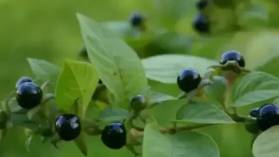 Niğde'nin Karaatlı beldesinde aynı aileden 11 kişi, ıspanak sanarak tükettikleri