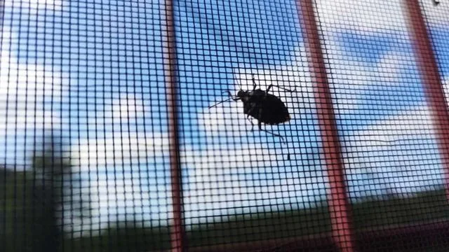 Karadeniz'de fındık üretimi, istilacı kokarca böceği nedeniyle büyük bir tehdit