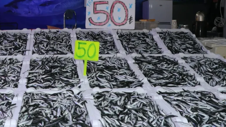 Karadeniz'de yaşanan hamsi bolluğu, Rize'deki balıkçı tezgahlarına yansıdı. Kilogramı 50