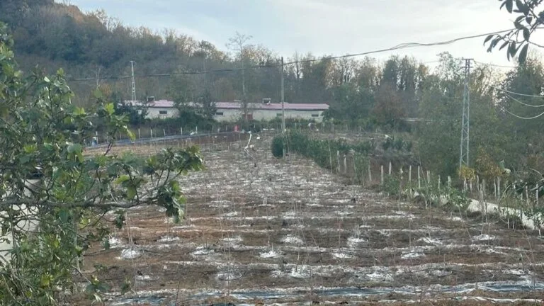 Giresun'un Tirebolu ilçesinde, İl Tarım ve Orman Müdürlüğü ile DOKAP