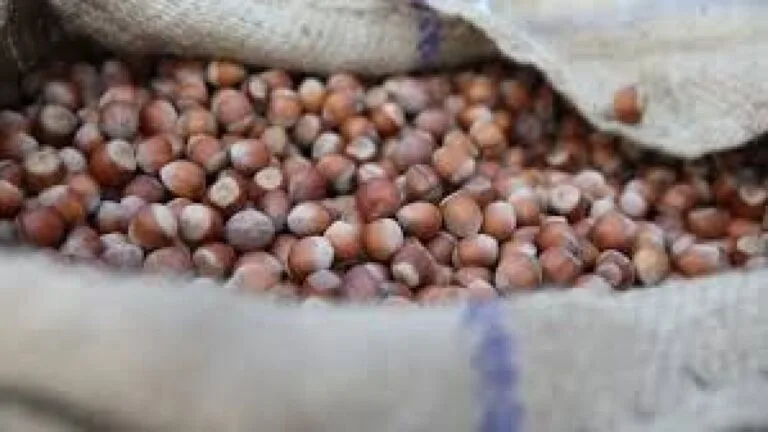 2025 ürünü fındık sezonunun ilk iki ayında ticaret borsalarında 90