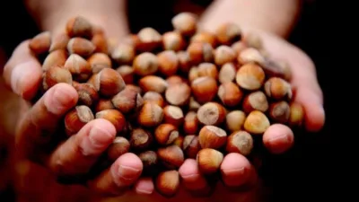 Fındık üreticileri, mevcut 280 TL'lik fiyatlara rağmen ürünlerini pazara indirmiyor.