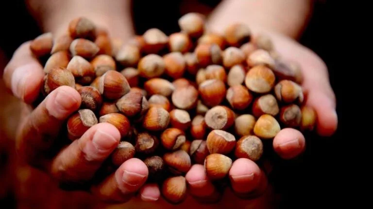 Fındık üreticileri, mevcut 280 TL'lik fiyatlara rağmen ürünlerini pazara indirmiyor.