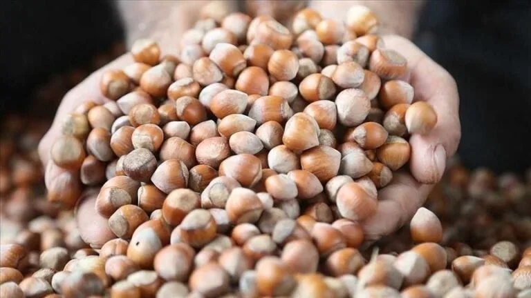 2025 fındık sezonu, üreticilerin 400 liralık beklentisinin çok altında seyrediyor.