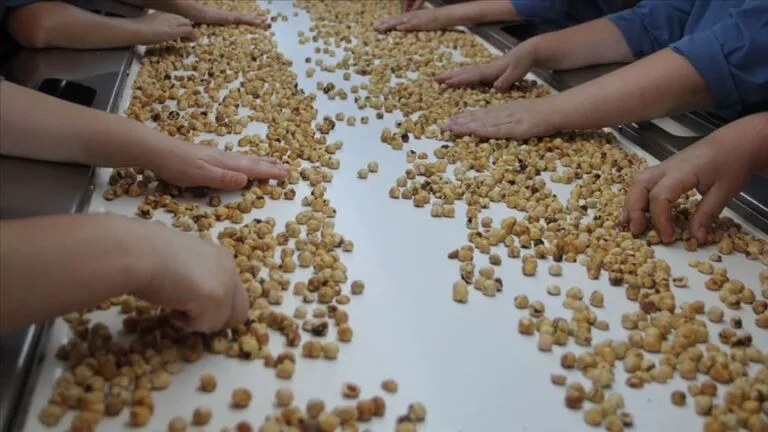 Türkiye'nin fındık ihracatı, 2025-2026 sezonunun ilk iki ayında geçen yıla