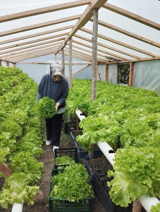 Espiye'de Genç Girişimci Topraksız Marul Üretimiyle Çığır Açtı