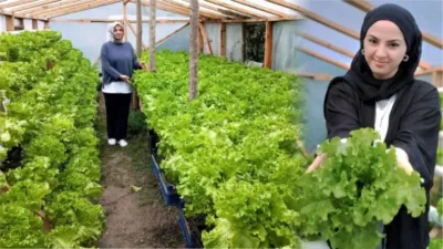 Giresunlu Burcu Otağ, Topraksız Tarımla Modern Marul Üretimine Başladı Giresun'un Espiye ilçesinde genç girişimci Burcu Otağ, modern hidroponik sistemle