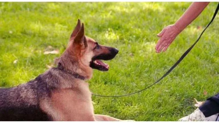 Giresun'un Dereli ilçesinde belediye, başıboş dolaşan sahipli köpeklere karşı harekete