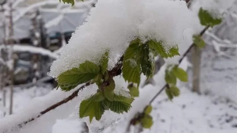 Tarım ve Orman Bakanı İbrahim Yumaklı, TARSİM aracılığıyla ekim ayında