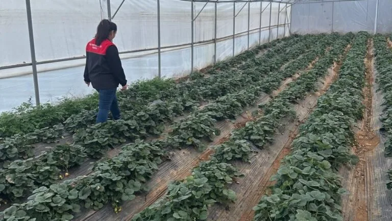 Giresun'un Tirebolu ilçesinde DOKAP desteğiyle kurulan maviyemiş ve aronya bahçeleri,