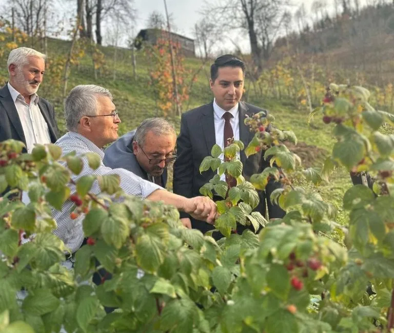 Giresun'un Dereli ilçesinde ahududu yetiştiricisi Erdoğan Sarı'nın damla sulama sorunu,