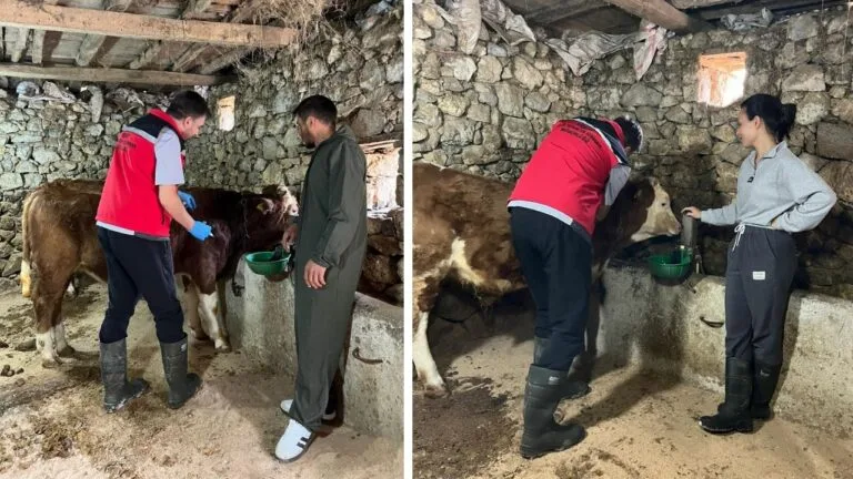 Giresun'da hayvan sağlığı için kapsamlı bir aşılama kampanyası başlatıldı. Yeni