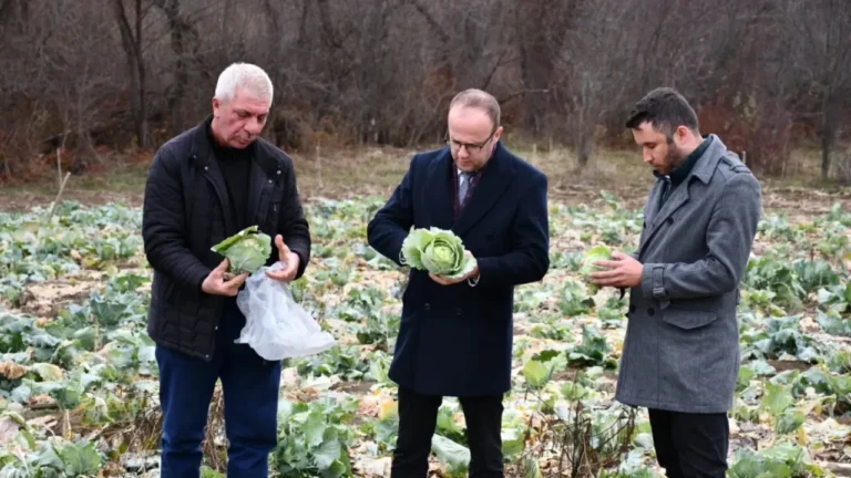 Alucra Kaymakamı Azman, bölgenin önemli tarım ürünü Alucra kelem pancarı