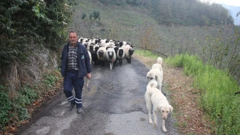 Giresun'un Güce ilçesinde havaların soğumasıyla birlikte yaylalardaki hayvan besicilerinin kışlık