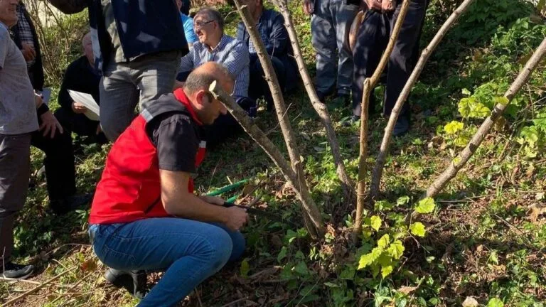 Giresun'un Keşap ilçesinde fındık üreticileri için uygulamalı budama eğitimi düzenlendi.