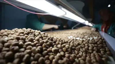 Türkiye, 2025-2026 fındık ihracat sezonunun ilk üç ayında 547 milyon