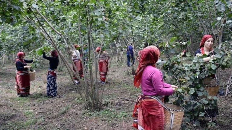 Türkiye, yıllık 650 bin ton fındık üretimiyle dünya lideri konumunda.