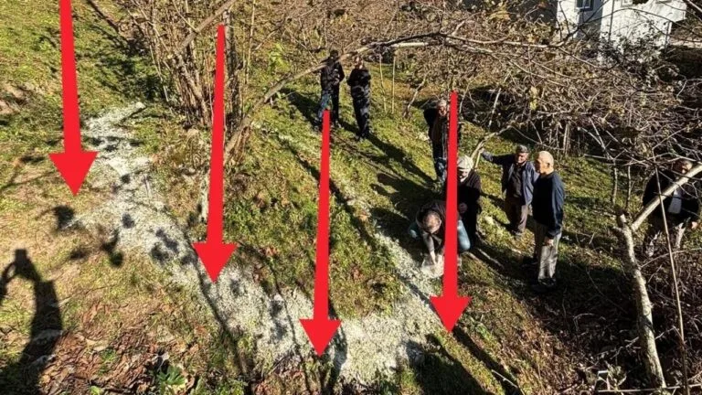 Fındık bahçelerinde doğru gübreleme ve kireçleme uygulamalarının verim ve kaliteyi