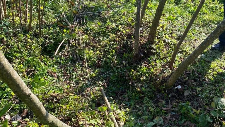 Giresun'un Keşap ilçesinde fındık üreticileri, Kahverengi Kokarca zararlısıyla mücadele ve