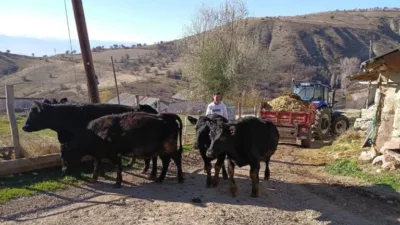 Giresun’da Hayvancılık Desteği: Angus Düveler Yetiştiricilere Ulaştı Tarım ve Orman Bakanlığı'nın 'Kırsalda Bereket Hayvancılığa Destek Projesi' kapsamında