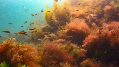 Giresunlu dalgıçlar Çiğdem Durhan ve Ece Ebru Demirel, Ordu'da düzenlenen