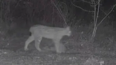 Karabük'ün Ovacık ilçesinde kurulan fotokapanlar, bölgenin zengin yaban hayatını gözler