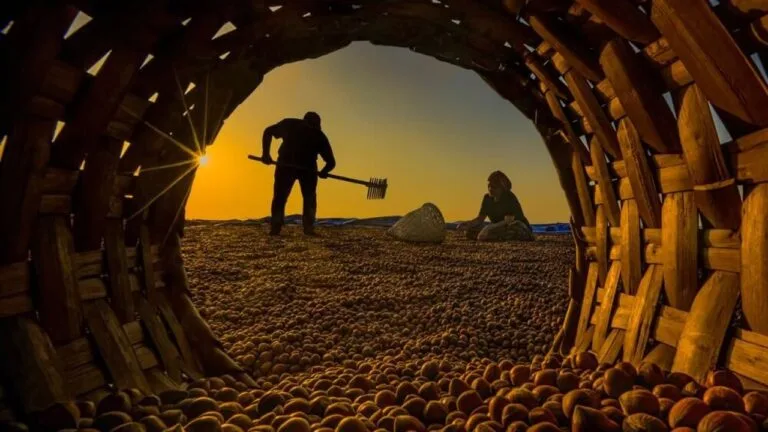 Giresun'da fındık üreticileri ve manavlar, düşen fiyatların ardından yeni yılda