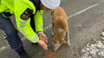 Giresun'un Espiye ilçesi Jandarma Trafik Timi, sokak hayvanları için yol