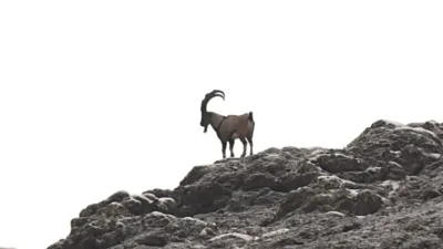 Giresun'un Şebinkarahisar ilçesinde yaban keçisi envanter çalışması gerçekleştirildi.