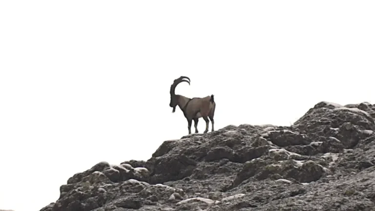 Giresun'un Şebinkarahisar ilçesinde yaban keçisi envanter çalışması gerçekleştirildi.