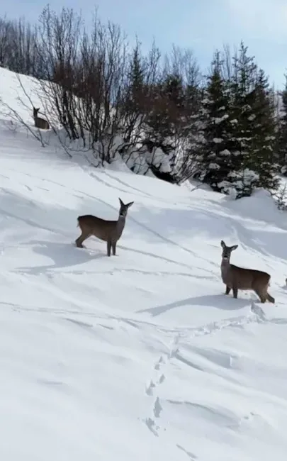 Giresun’un Kulakkaya Yaylası’nda kar yağışının ardından beyaza bürünen doğa, yaban