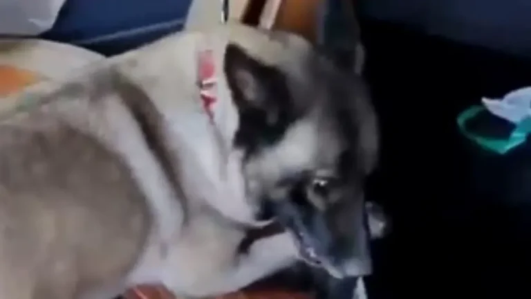 TIR’da Metamfetamin Ele Geçirildi TIR'da yapılan aramalarda metamfetamin ele geçirildi.