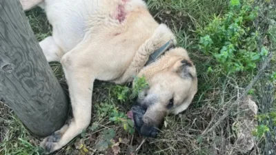 Zonguldak'ta bir Kangal köpeği tüfekle vurularak öldürüldü. Olayla ilgili bir