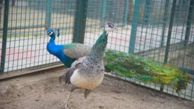 Giresun Hayvanat Bahçesi, ziyaretçilerini ağırlamaya devam ediyor.