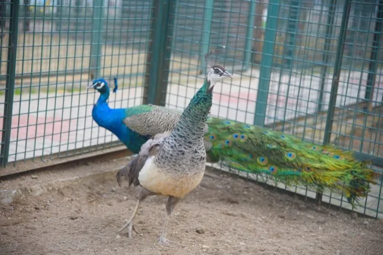Giresun Hayvanat Bahçesi, ziyaretçilerini ağırlamaya devam ediyor.