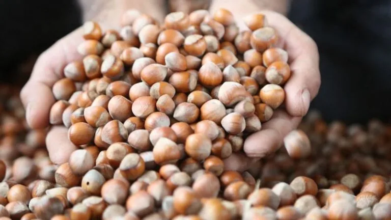 Fındık fiyatları, sezon içinde 350 TL'yi geçtikten sonra yeni yılın