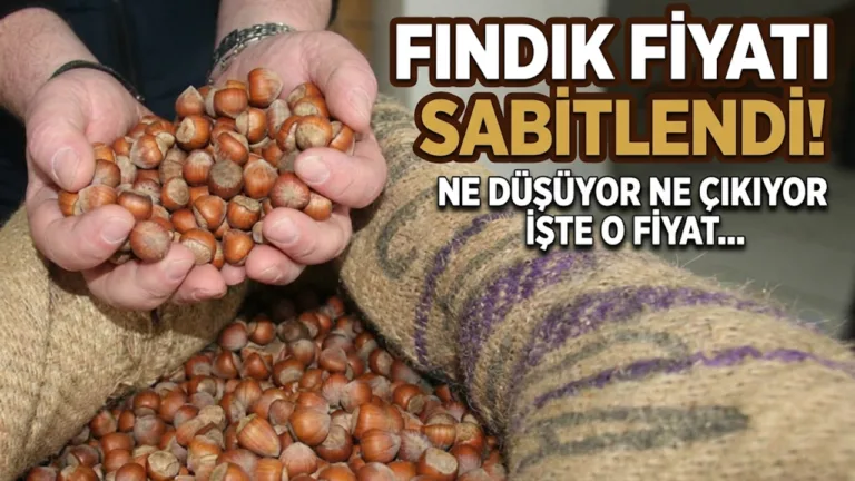 Sezon başında 350 TL’yi aşan fındık fiyatları, yeni yılın ilk