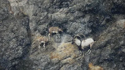 Giresun’daki yaban keçileri için koruma kalkanı