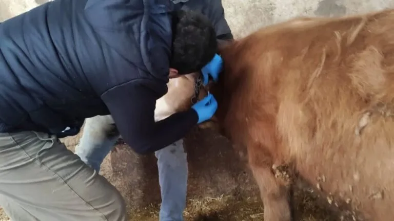 Giresun’da Hayvansal Hastalıklar Kontrol Altında Giresun'da hayvansal hastalıklar kontrol altında. Şebinkarahisar'da tüberkülin testi ve sağlık