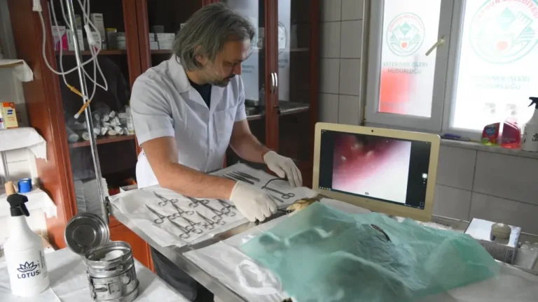 Giresun'da sokak hayvanları için endoskopi cihazı hizmete girdi.