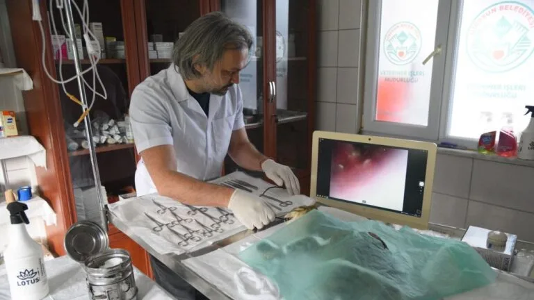 Giresun Belediyesi’nden Sokak Hayvanlarına Yatırım Giresun Belediyesi, sokak hayvanlarının tedavi standartlarını artıracak önemli bir yatırıma