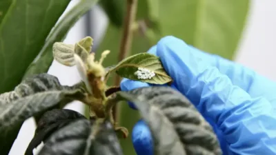 Giresun'daki enstitüde laboratuvar koşullarında üretilen samuray arılarıyla kahverengi kokarcanın fındık